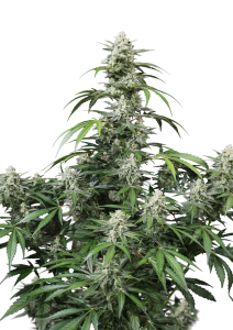 Banana Frost Auto