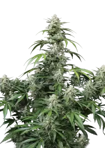 Photo of Banana Frost Auto