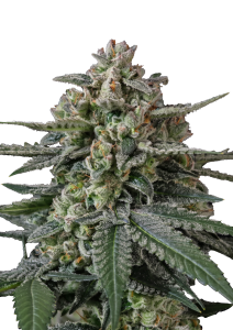 Banana Frost Auto