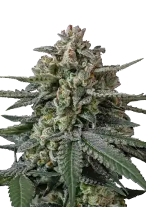 Photo of Banana Frost Auto