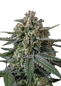 Banana Frost Auto™