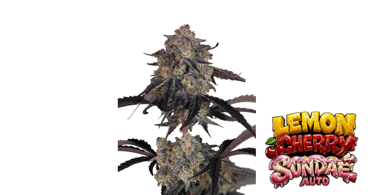 Lemon Cherry Sundae Auto — breeder photo