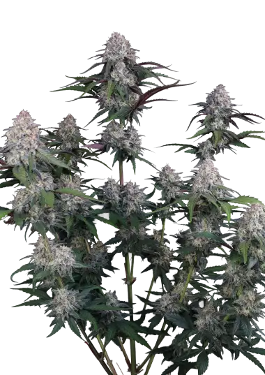 Photo of Lemon Cherry Sundae Auto