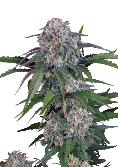 Photo of Lemon Cherry Sundae Auto
