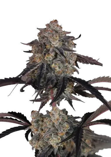 Photo of Lemon Cherry Sundae Auto