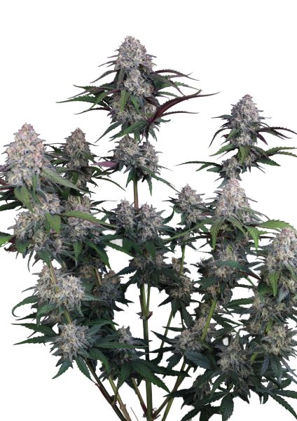 Lemon Cherry Sundae Auto