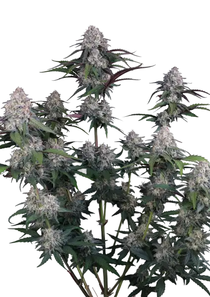 Photo of Lemon Cherry Sundae Auto