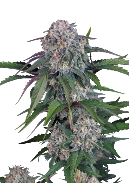 Photo of Lemon Cherry Sundae Auto