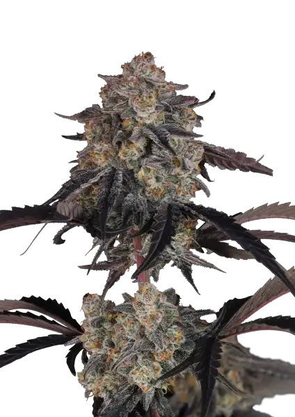 Photo of Lemon Cherry Sundae Auto