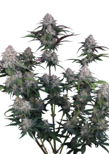 Lemon Cherry Sundae Auto