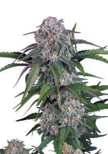 Lemon Cherry Sundae Auto