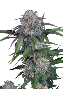 Photo of Lemon Cherry Sundae Auto
