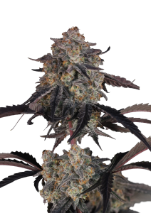 Lemon Cherry Sundae Auto