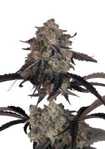 Photo of Lemon Cherry Sundae Auto