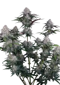 Lemon Cherry Sundae Auto™
