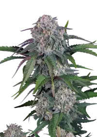 Lemon Cherry Sundae Auto™