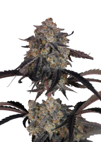 Lemon Cherry Sundae Auto™