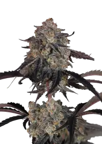 Lemon Cherry Sundae Auto™
