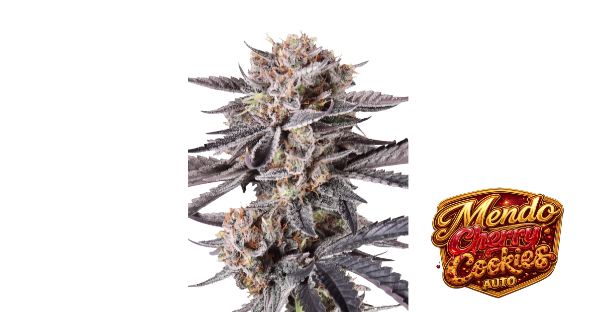 Mendo Cherry Cookies Auto — breeder photo