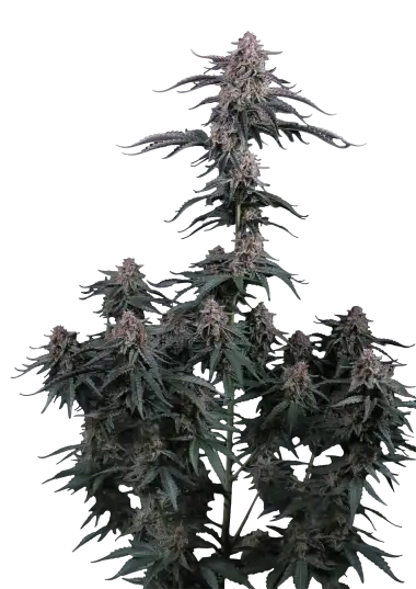 Photo of Mendo Cherry Cookies Auto