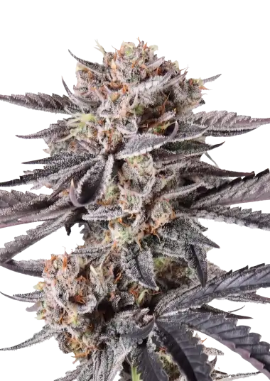 Photo of Mendo Cherry Cookies Auto