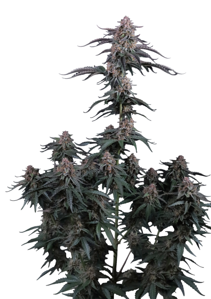 Mendo Cherry Cookies Auto