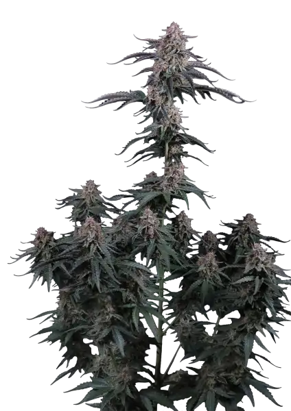 Photo of Mendo Cherry Cookies Auto