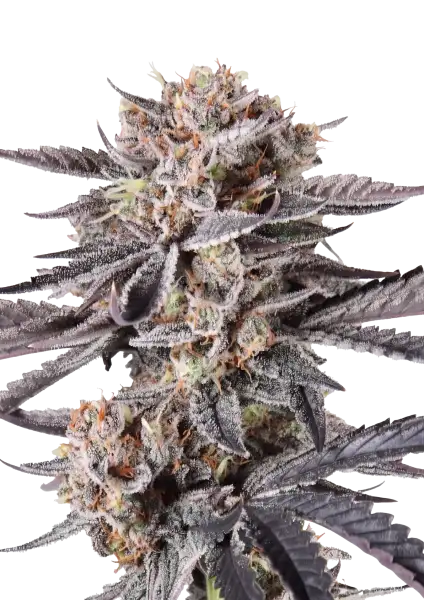Photo of Mendo Cherry Cookies Auto
