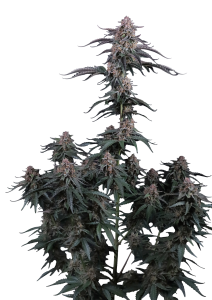 Mendo Cherry Cookies Auto