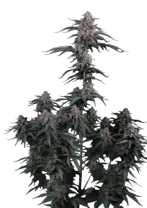 Photo of Mendo Cherry Cookies Auto