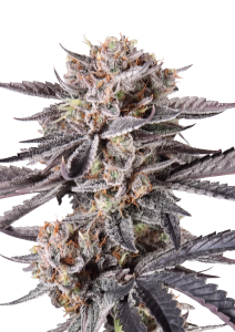 Mendo Cherry Cookies Auto