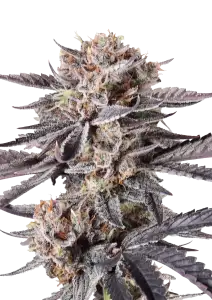 Photo of Mendo Cherry Cookies Auto