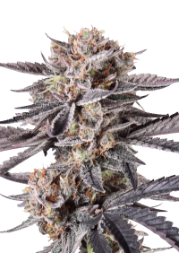 Mendo Cherry Cookies Auto™
