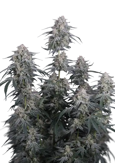 Photo of Garlic Mint Sherbet Auto