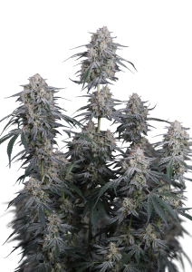 Garlic Mint Sherbet Auto