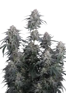 Photo of Garlic Mint Sherbet Auto