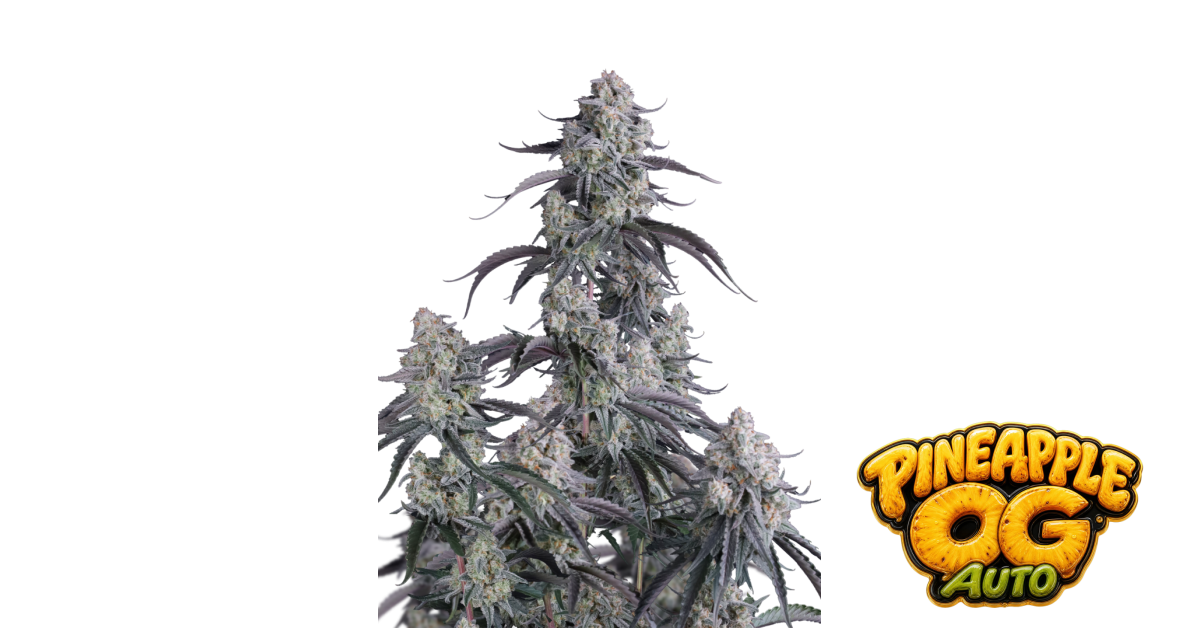 Pineapple OG Auto — breeder photo