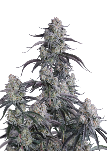 Pineapple OG Auto
