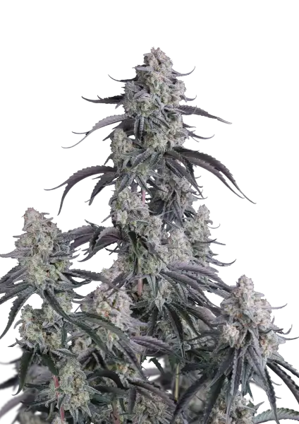 Photo of Pineapple OG Auto