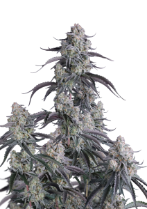 Pineapple OG Auto