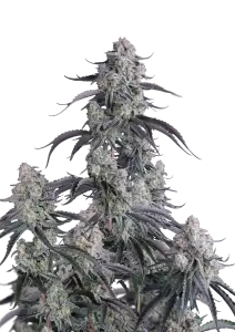 Photo of Pineapple OG Auto