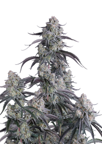 Pineapple OG Auto™