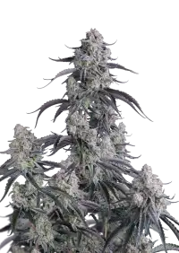 Pineapple OG Auto™