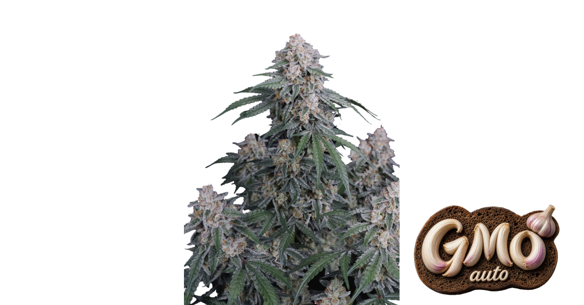 GMO Auto — breeder photo