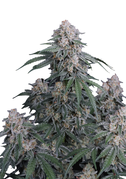 GMO Auto