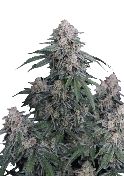 Photo of GMO Auto