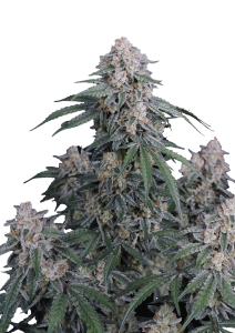 GMO Auto