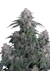Photo of GMO Auto
