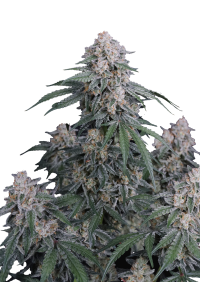 GMO Auto™
