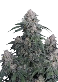 GMO Auto™